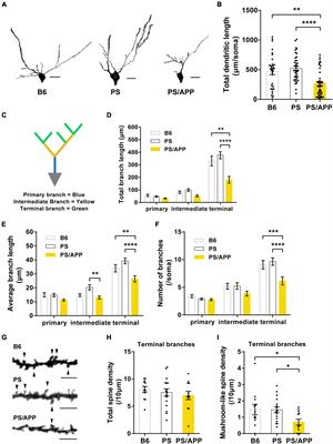 Histone Deacetylase 2 Knockdown Ameliorates Morphological Abnormalities of Dendritic Branches and Spines to Improve Synaptic Plasticity in an APP/PS1 Transgenic Mouse Model